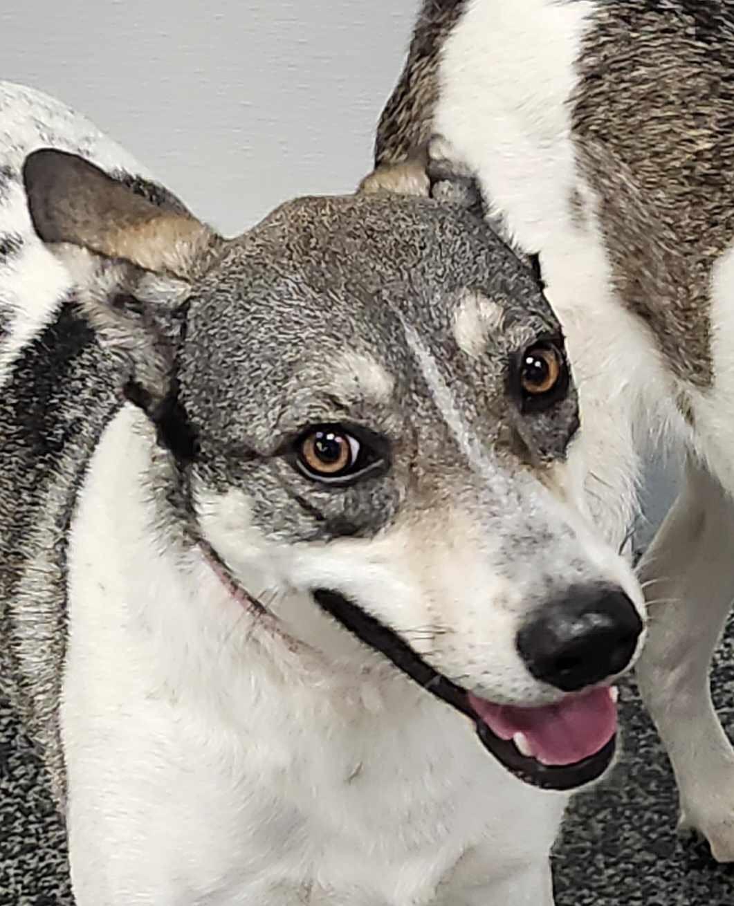 Enlarge Harley, a Adoptable mixed breed in Scarborough, ON image 4/6