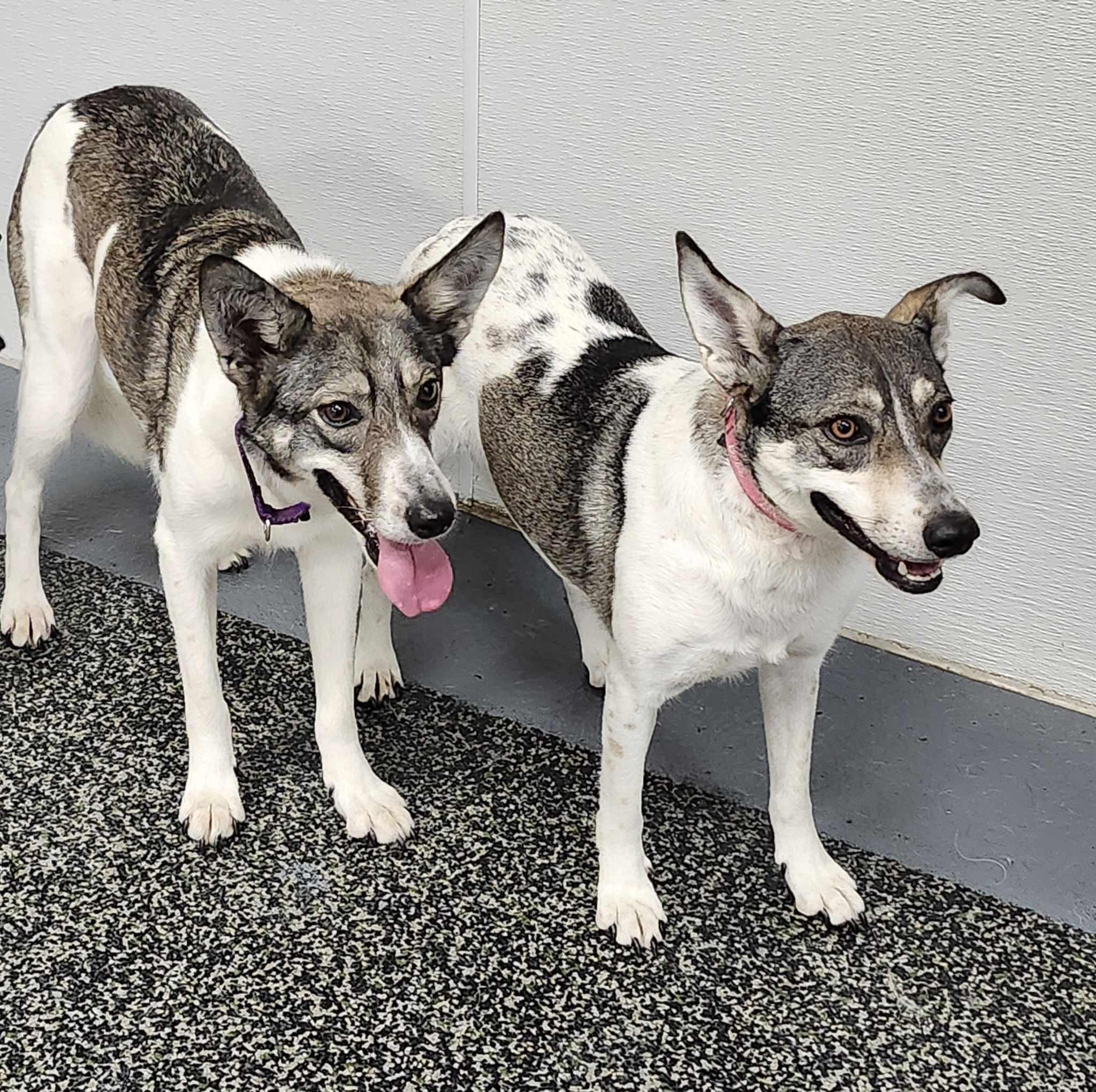 Enlarge Harley, a Adoptable mixed breed in Scarborough, ON image 5/6