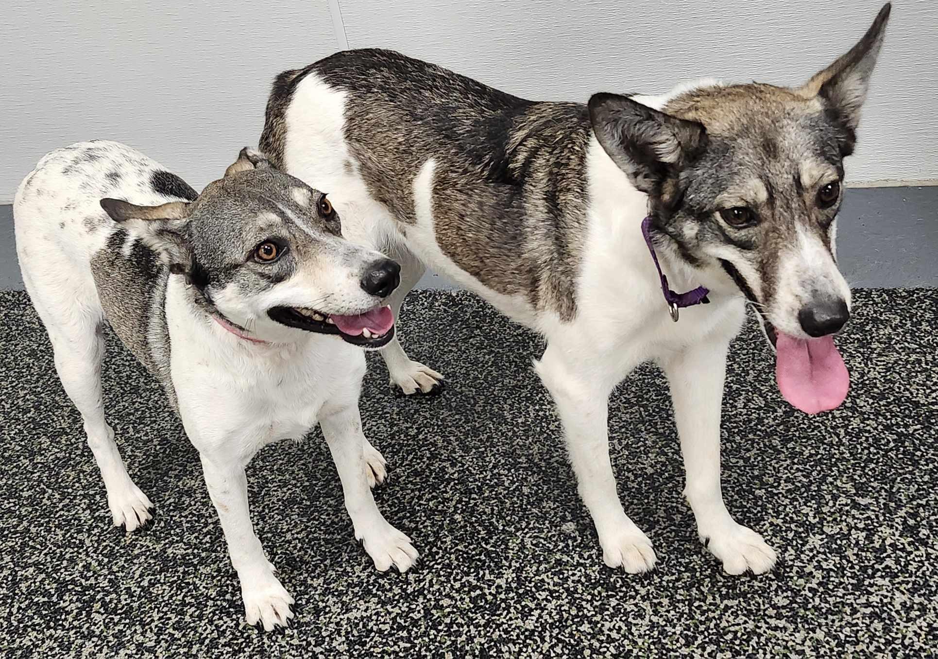 Harley, Adoptable, Adult Female Labrador Retriever & Husky.