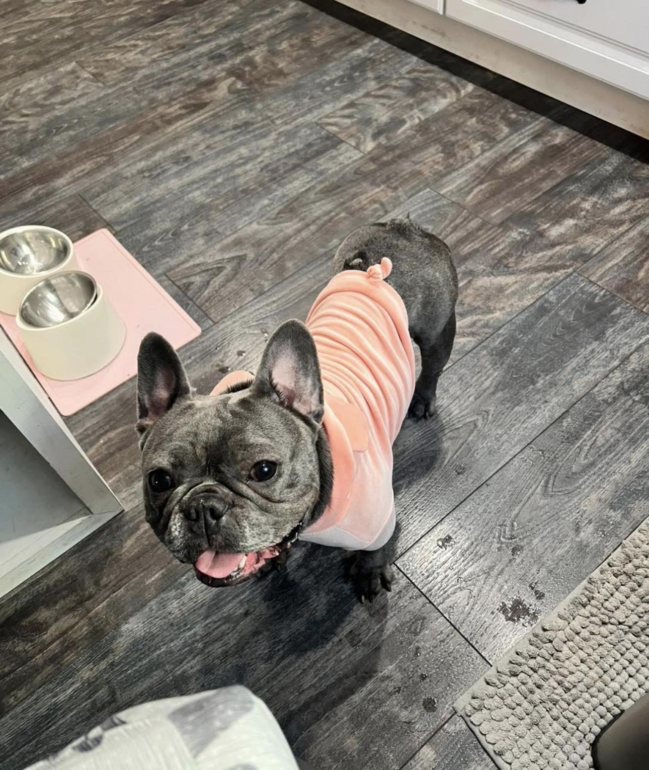Squishy, adopted, Adult Female French Bulldog.
