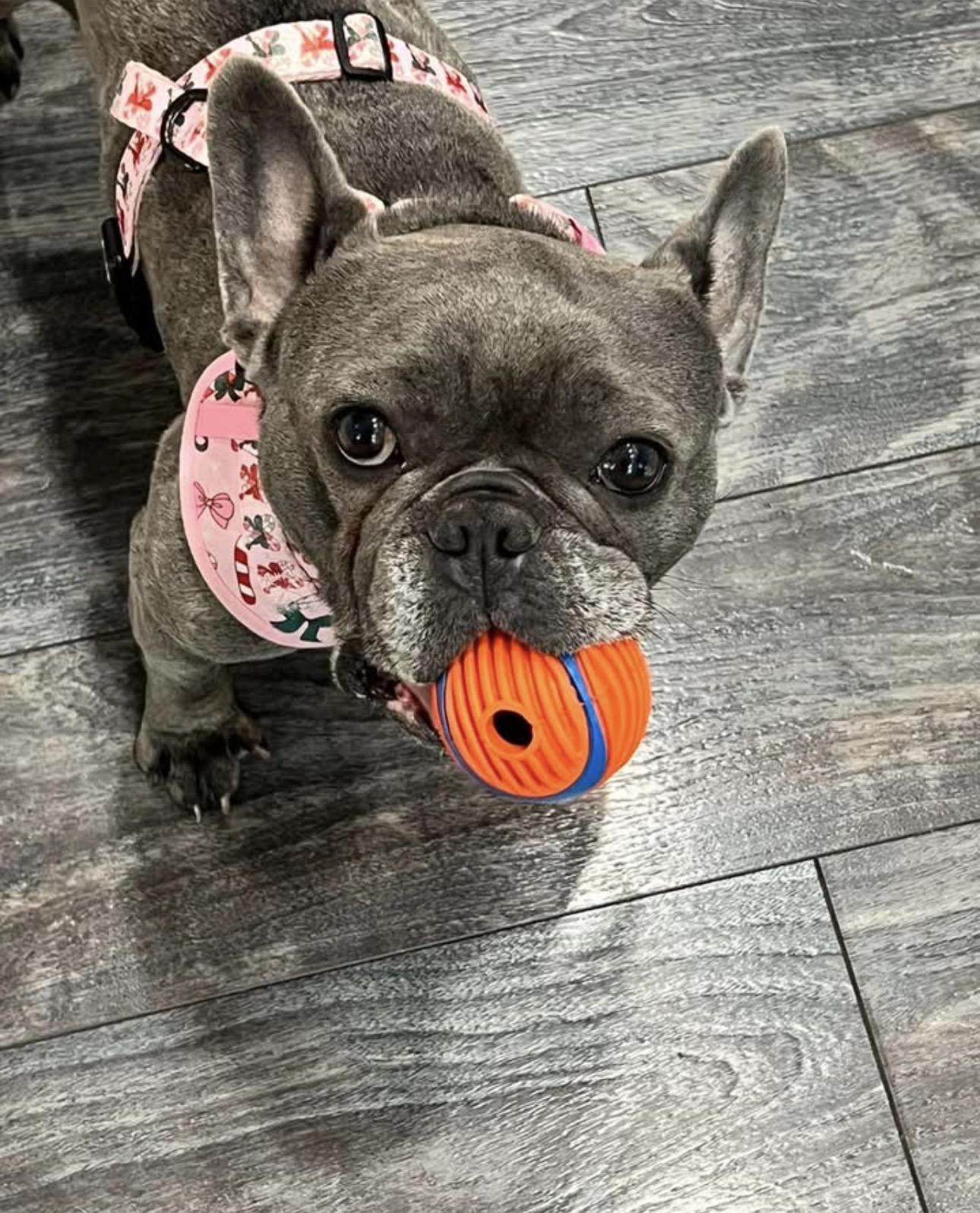 Enlarge Squishy, an adopted French Bulldog in Kutztown, PA image 2/2