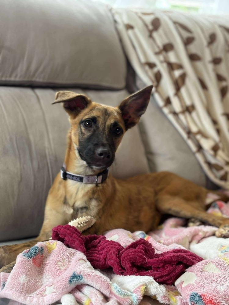 Funyuns, Adoptable, Adult Male Retriever.