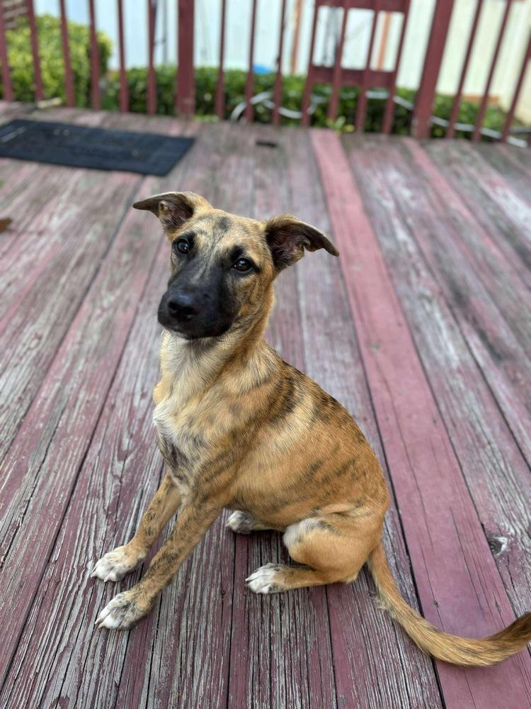 Funyuns, Adoptable, Adult Male Retriever.