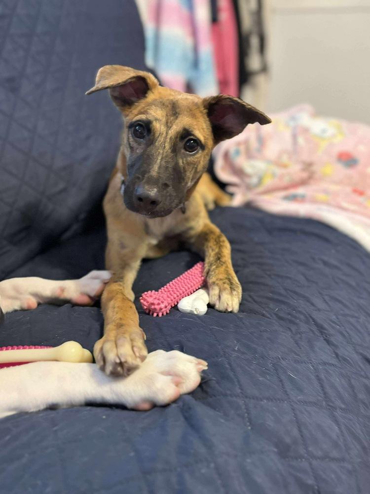 Enlarge Funyuns, a Adoptable mixed breed in Valley Stream, NY image 2/6