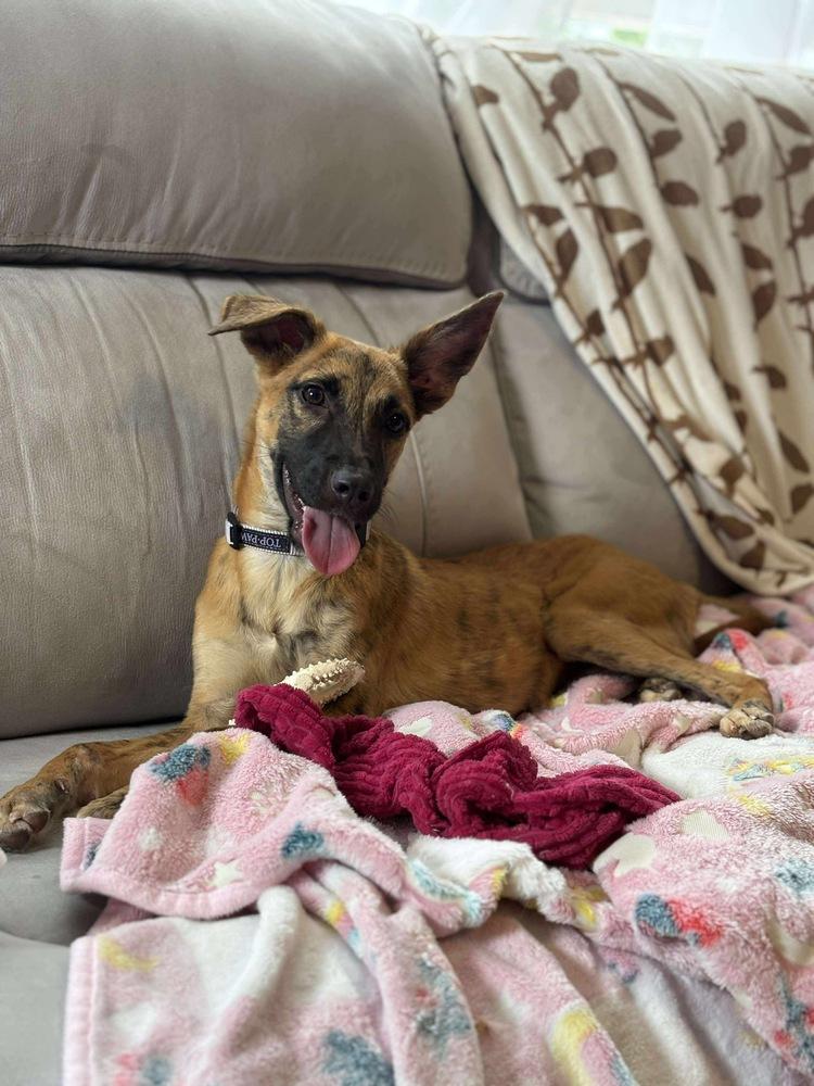 Enlarge Funyuns, a Adoptable mixed breed in Valley Stream, NY image 3/6