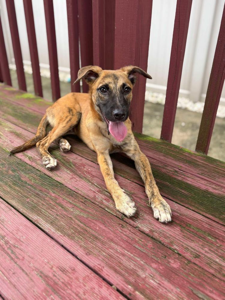 Enlarge Funyuns, a Adoptable mixed breed in Valley Stream, NY image 4/6
