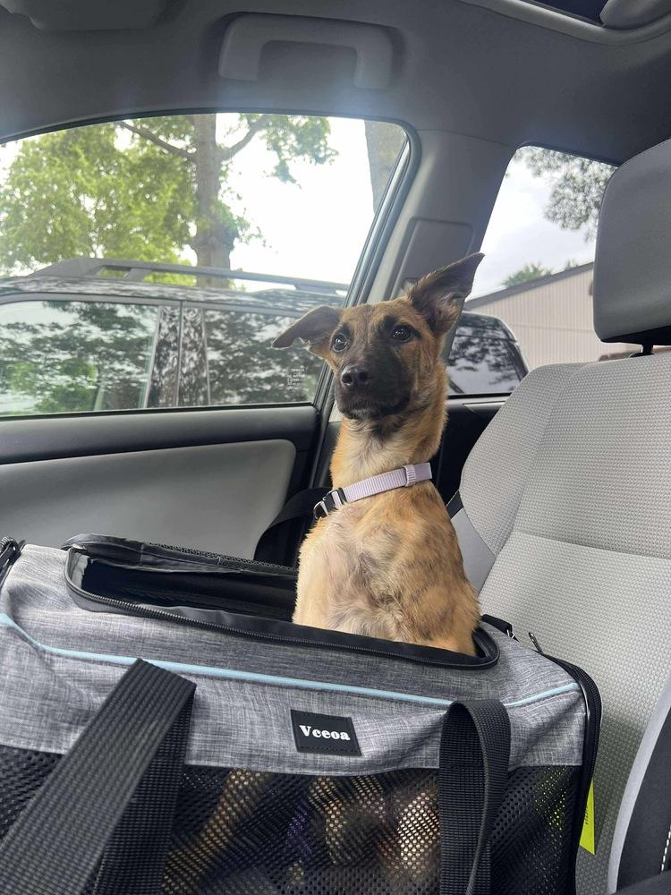 Enlarge Funyuns, a Adoptable mixed breed in Valley Stream, NY image 5/6