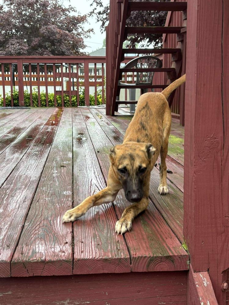 Enlarge Funyuns, a Adoptable mixed breed in Valley Stream, NY image 6/6