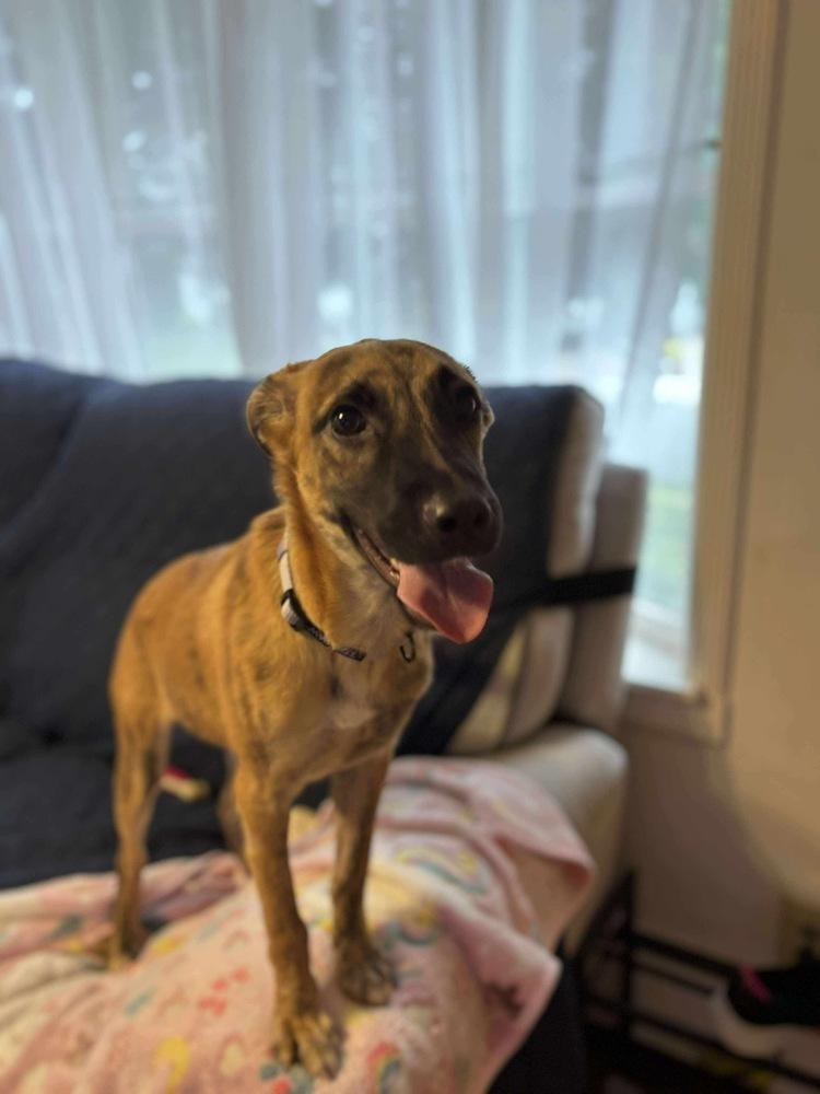 Enlarge Funyuns, a Adoptable mixed breed in Valley Stream, NY image 5/5