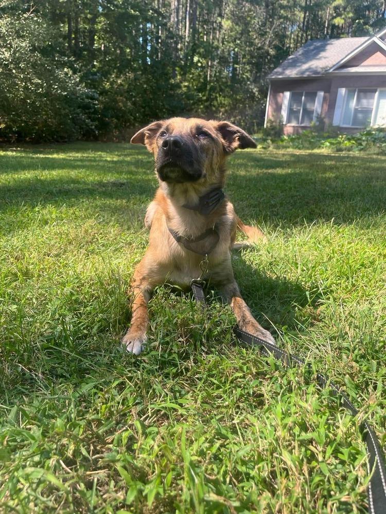 Enlarge Funyuns, a Adoptable mixed breed in Valley Stream, NY image 6/6