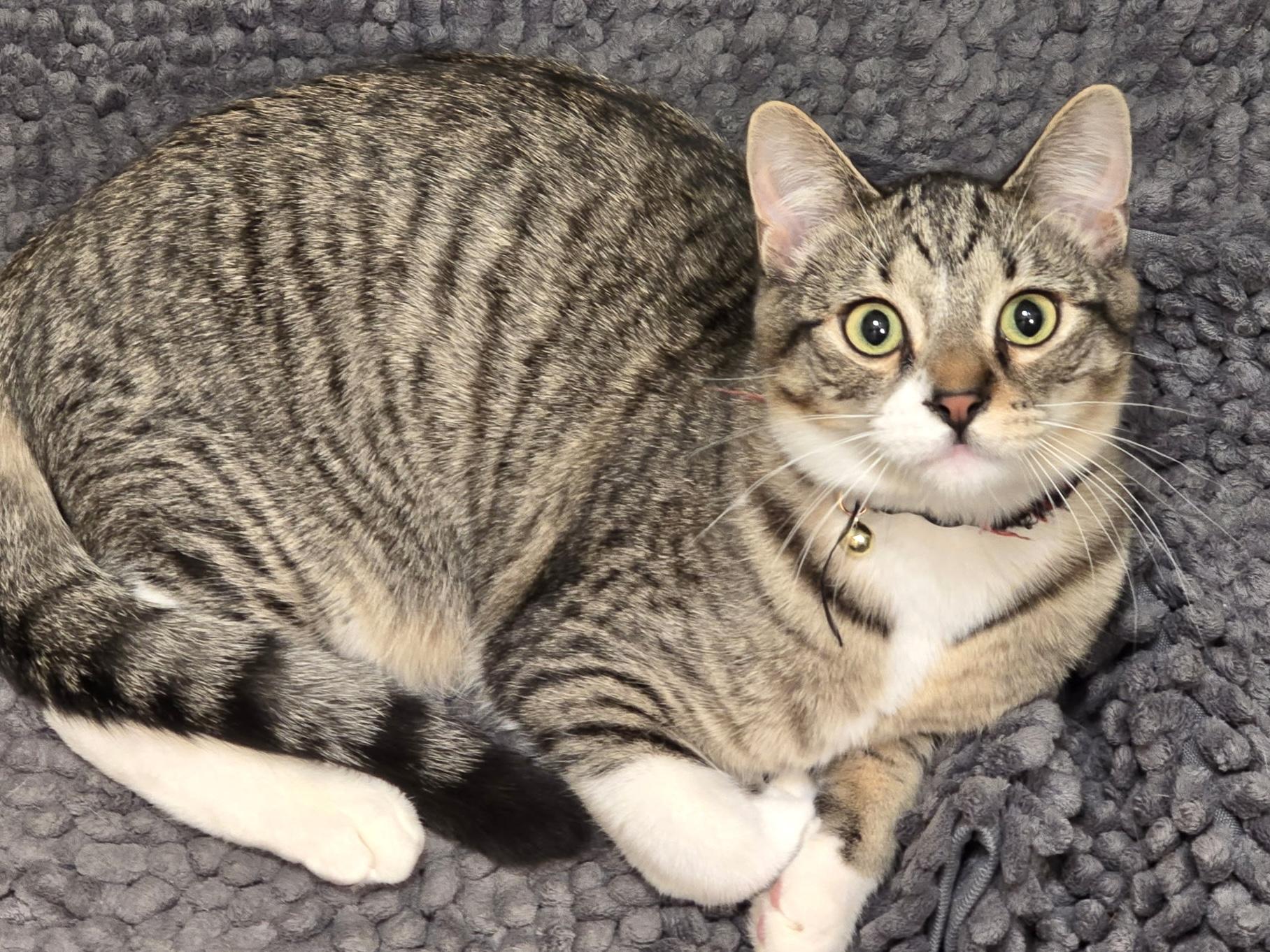 Enlarge Jay, a Adoptable mixed breed in Belvidere, IL image 1/4