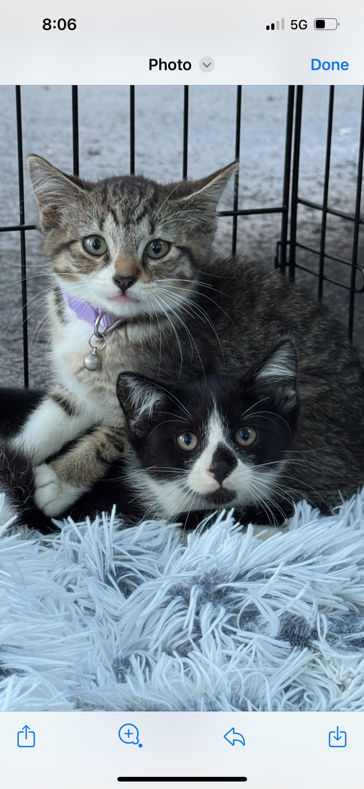 Enlarge Jay, a Adoptable mixed breed in Belvidere, IL image 3/3