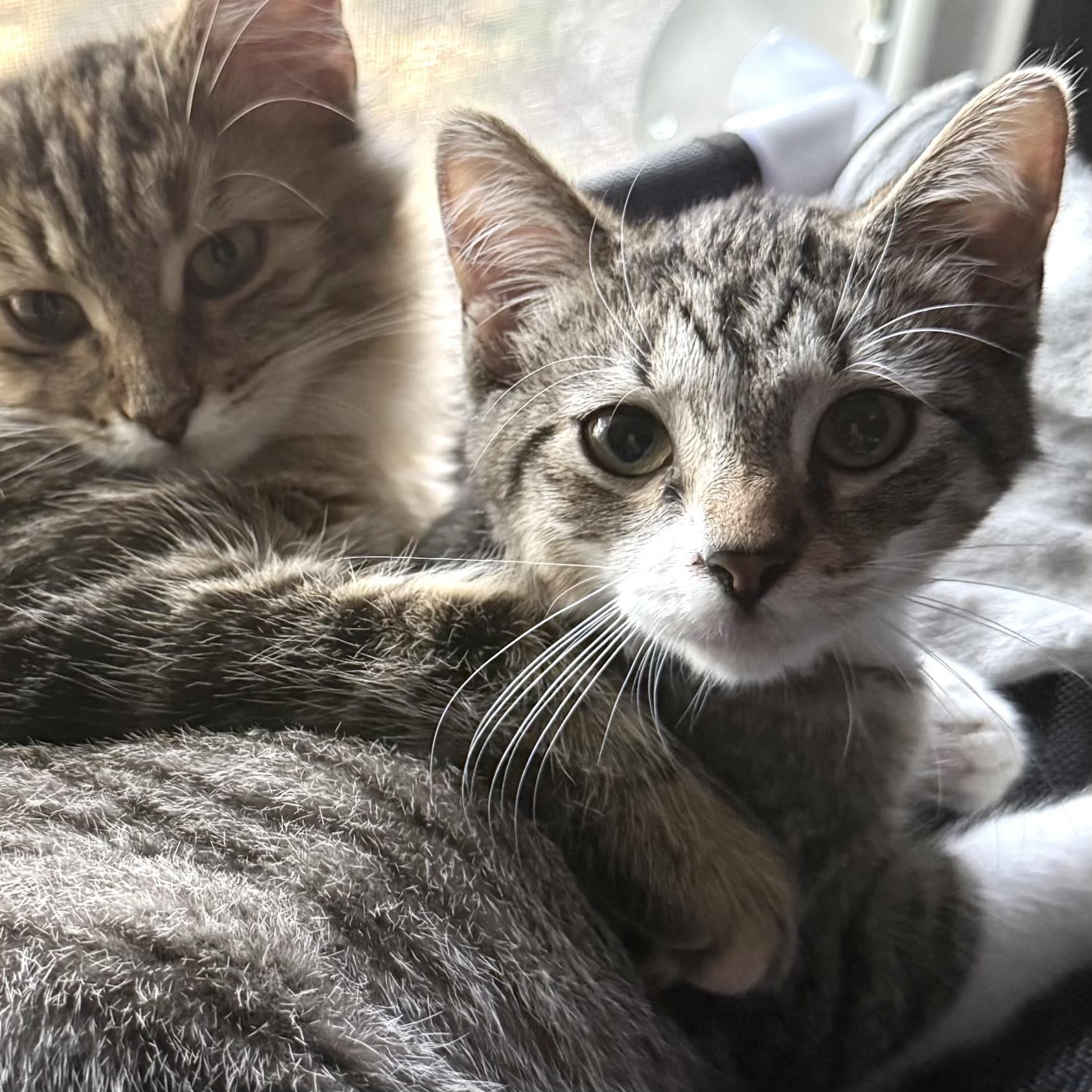 Enlarge Jay, a Adoptable mixed breed in Belvidere, IL image 2/3