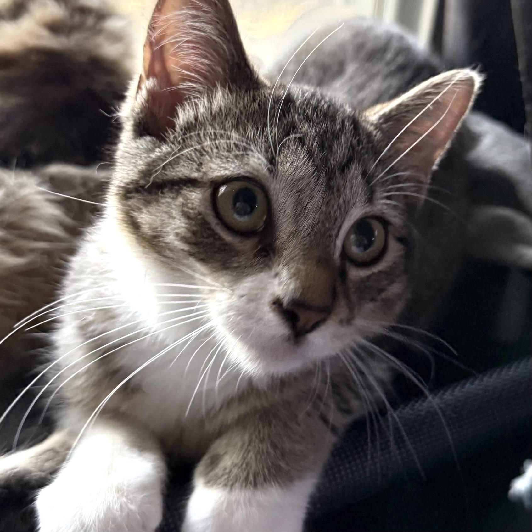 Jay, Adoptable, Kitten Male Domestic Short Hair & Tabby.