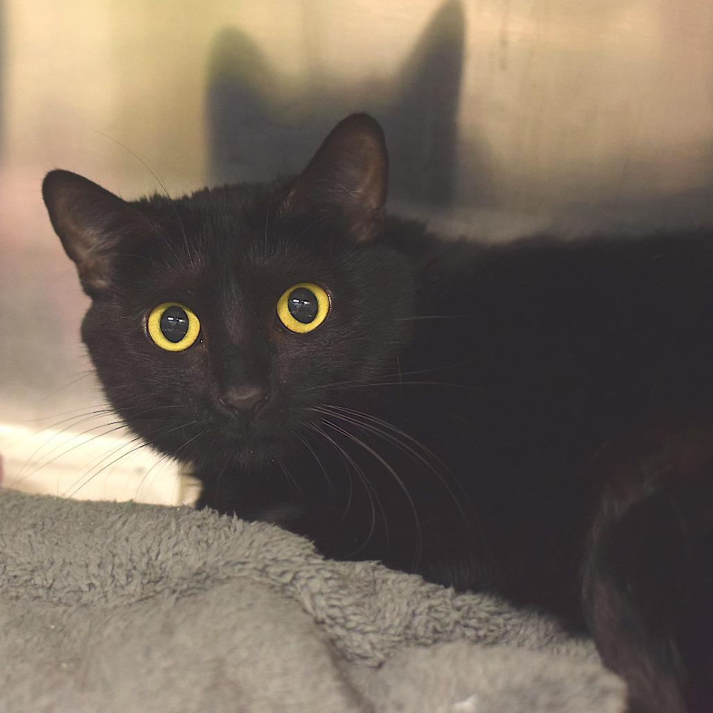 Lois, Adoptable, Adult Female Domestic Short Hair.