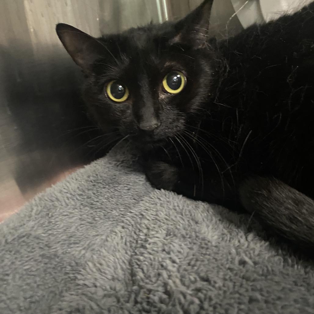 Lois, a Adoptable Domestic Short Hair in Belleville, IL image 2/2