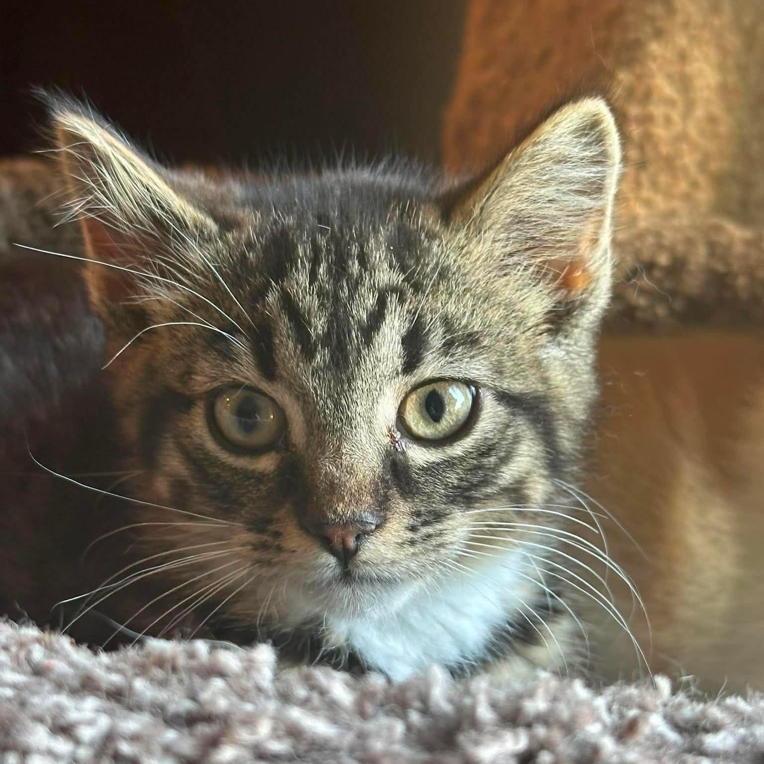 Echo, a ADOPTABLE Domestic Short Hair in Sauk City, WI image 2/2