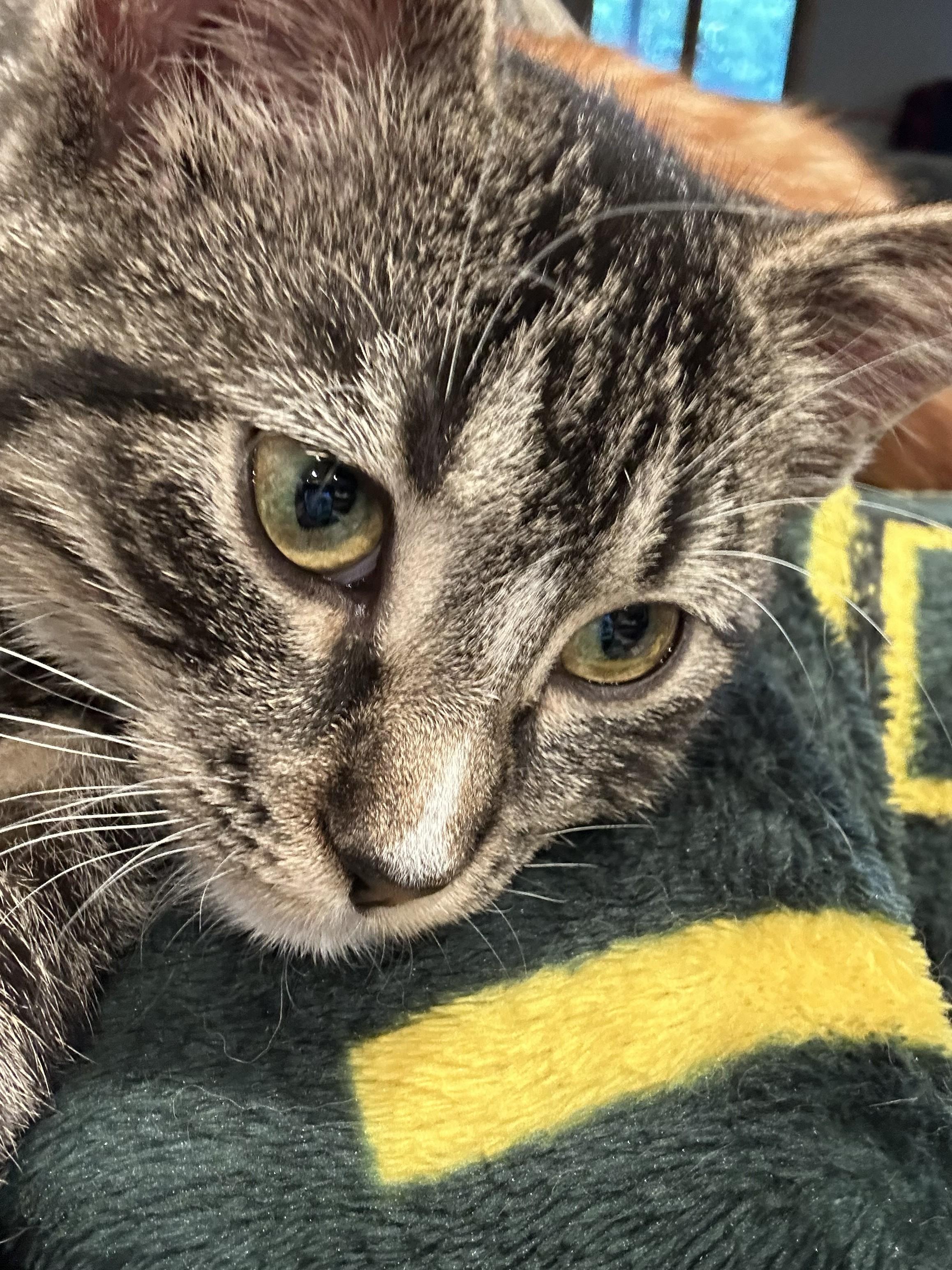 Enlarge Echo, a Adoptable Domestic Short Hair in Sauk City, WI image 6/6