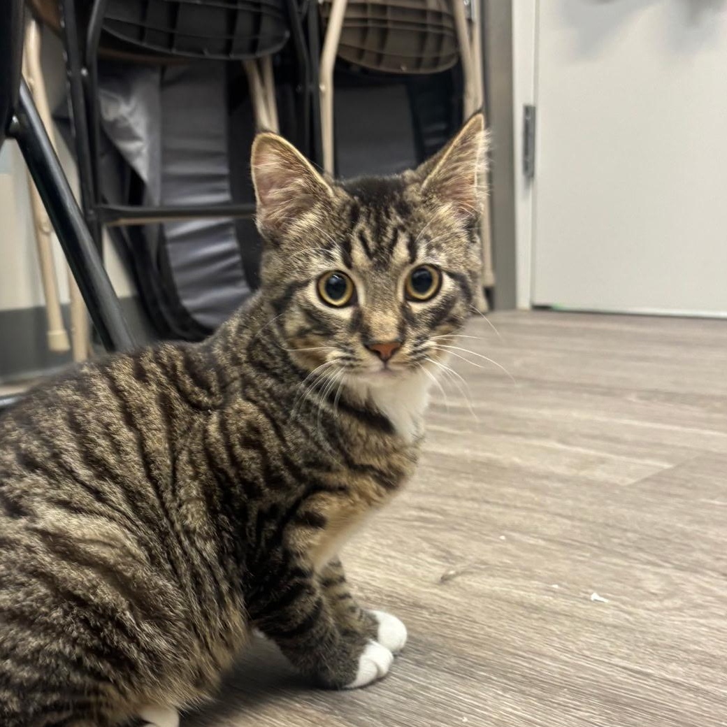Enlarge Echo, a Adoptable Domestic Short Hair in Sauk City, WI image 5/6