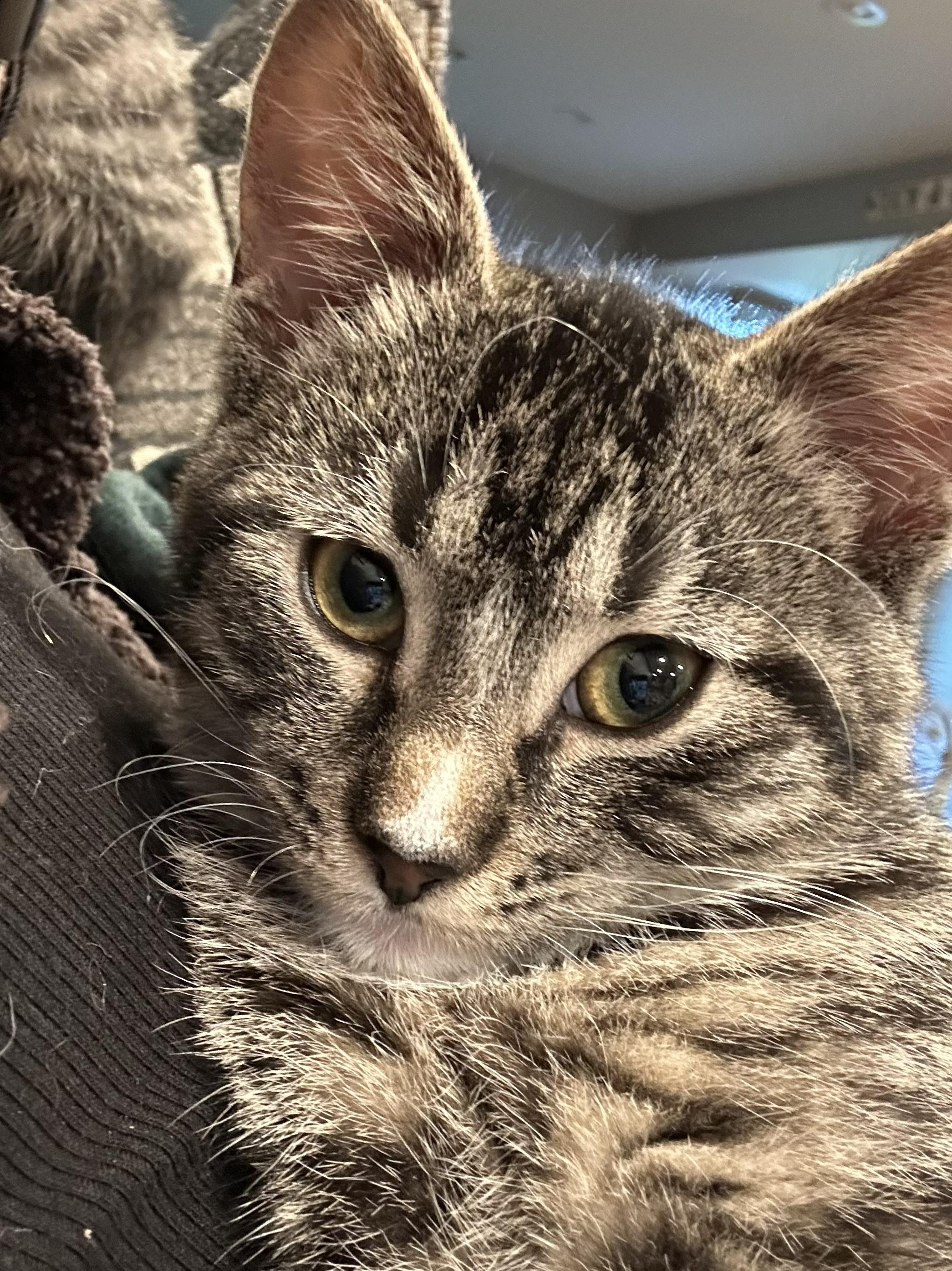 Enlarge Echo, a Adoptable Domestic Short Hair in Sauk City, WI image 2/6