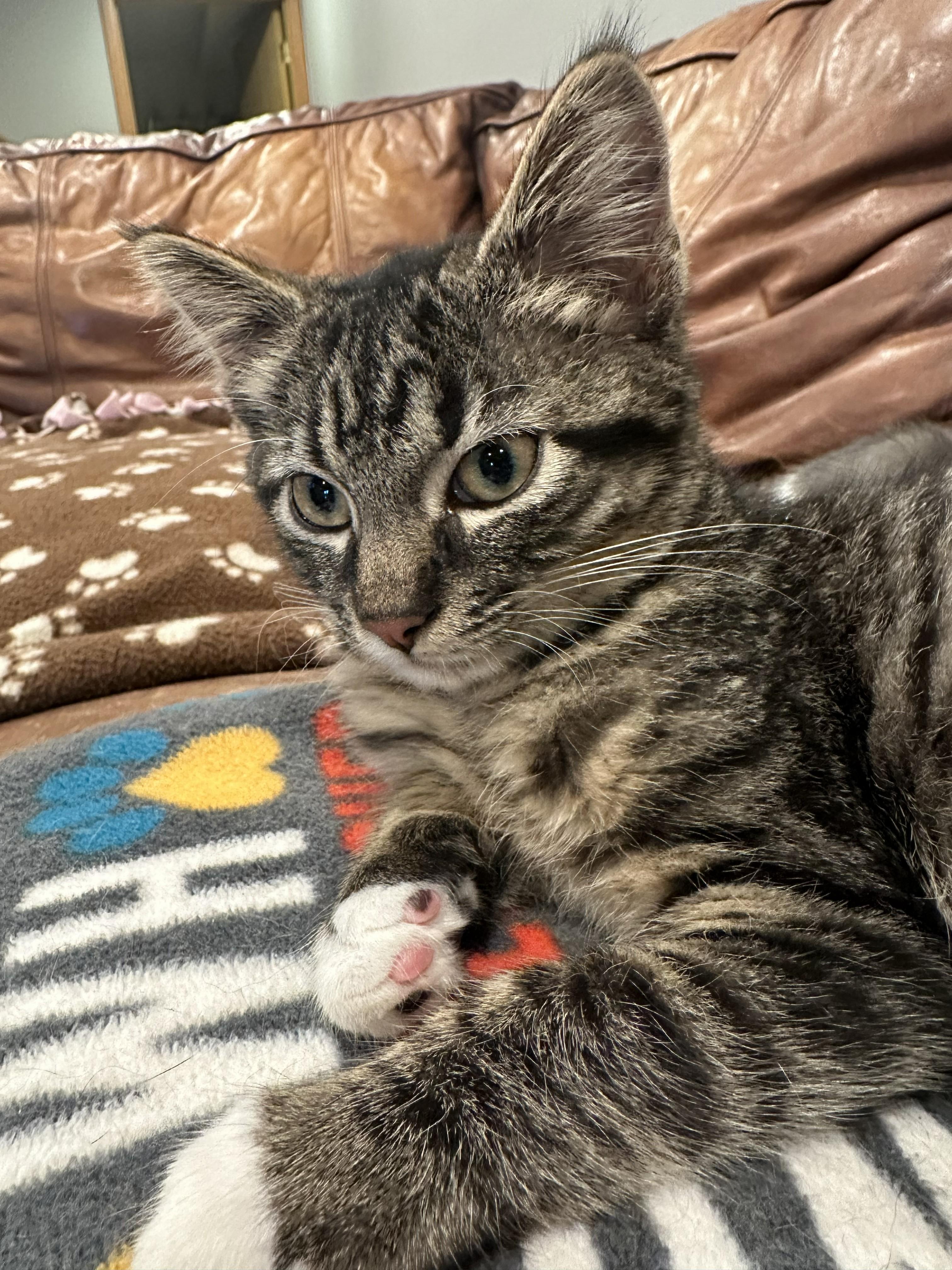Echo, Adoptable, Kitten Male Domestic Short Hair.