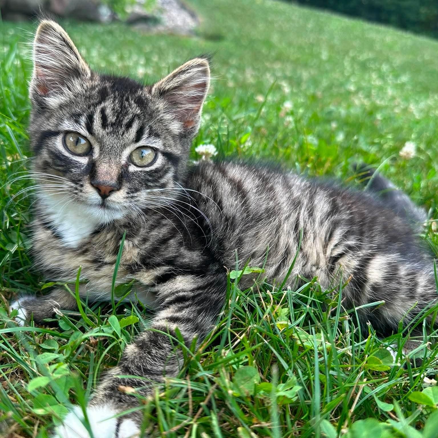 Echo, ADOPTABLE, Kitten Male Domestic Short Hair.