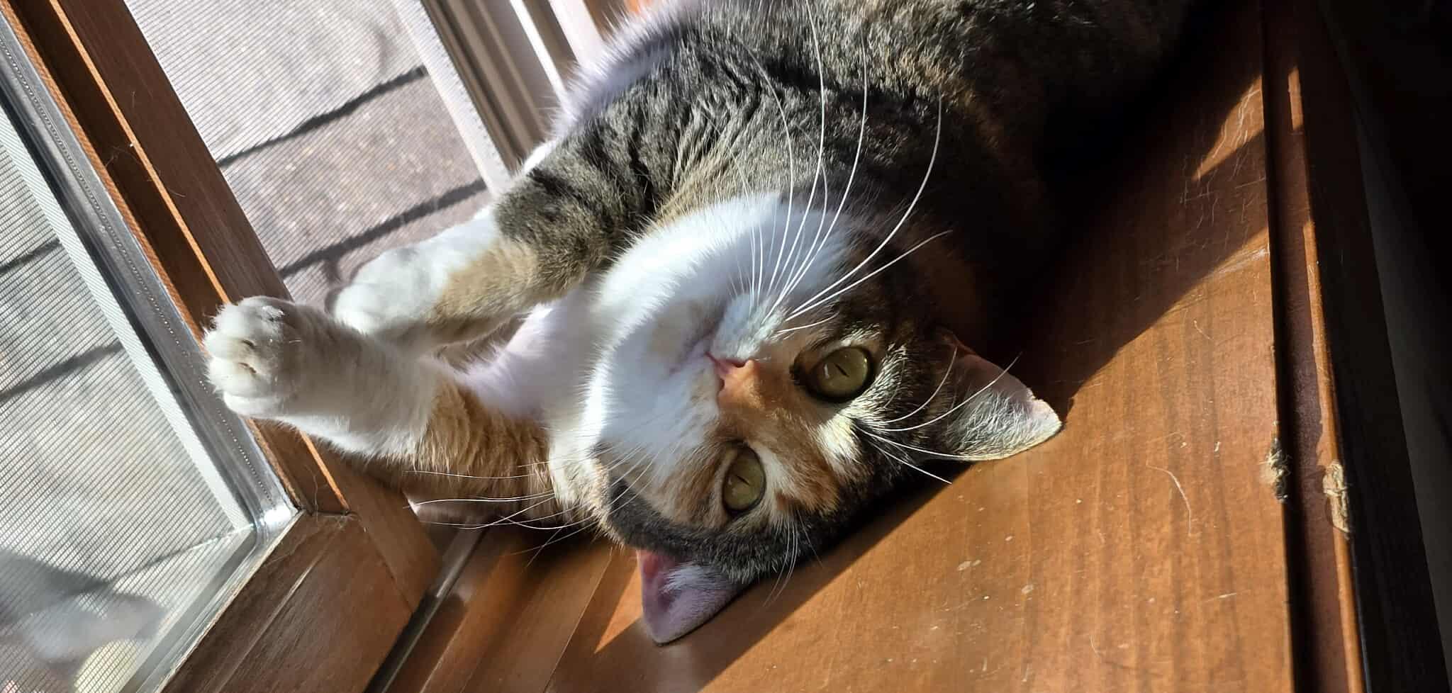 Bonnie, a Adoptable Calico in Sioux Falls, SD image 1/6