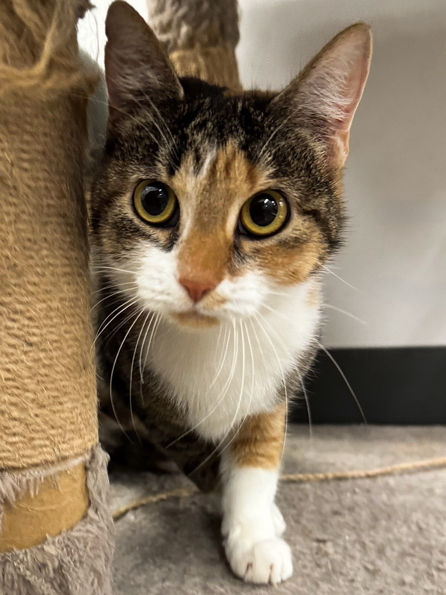 *Bonnie, Young Female Calico