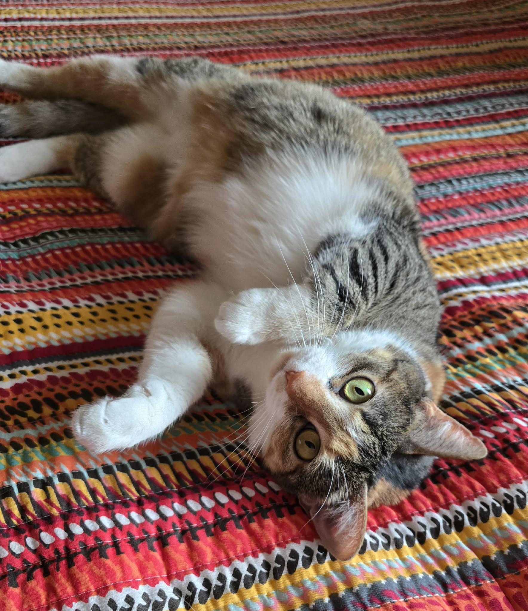 Enlarge Bonnie, a Adoptable Calico in Sioux Falls, SD image 5/6