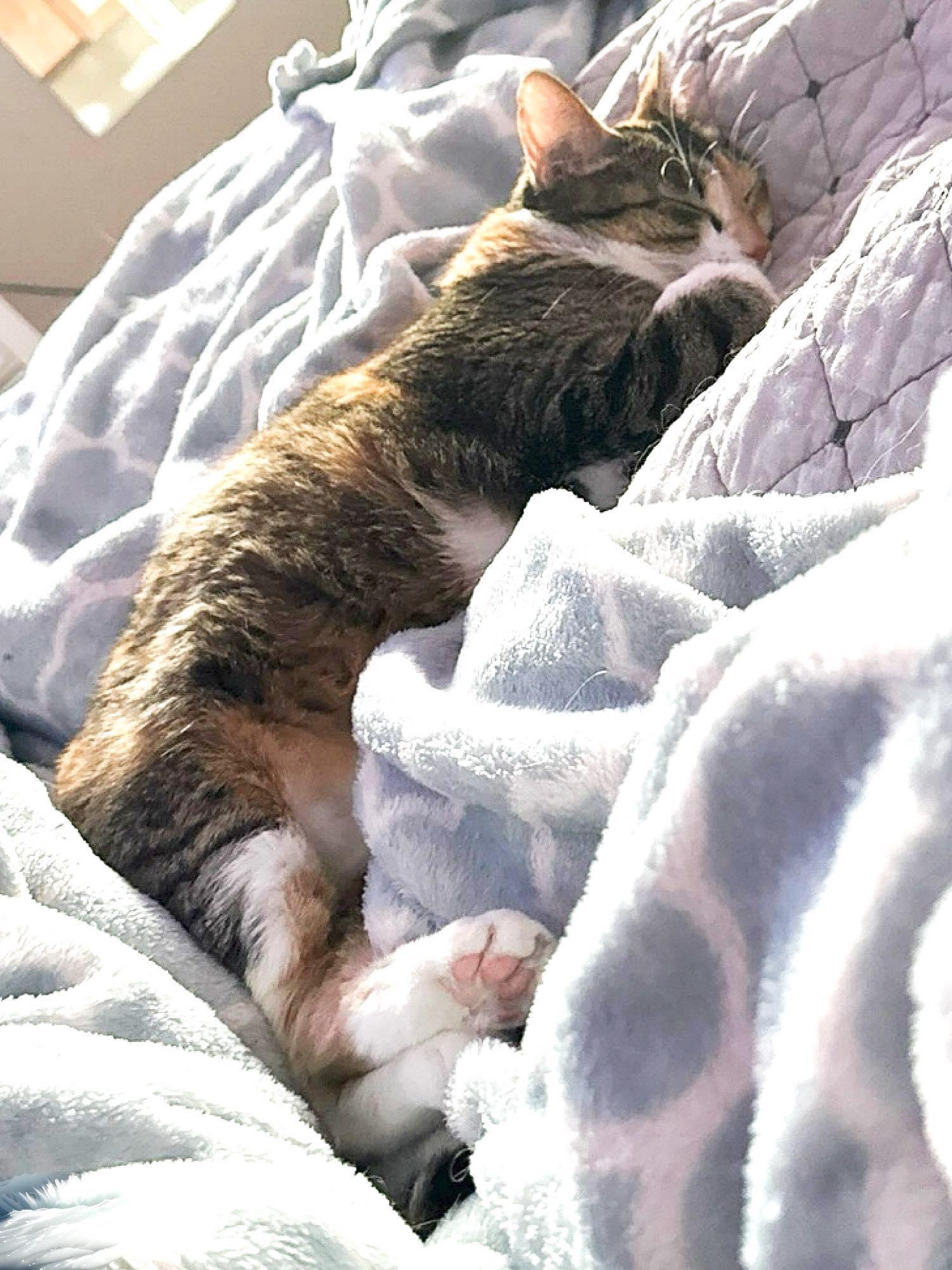Bonnie, a Adoptable Calico in Sioux Falls, SD image 6/6