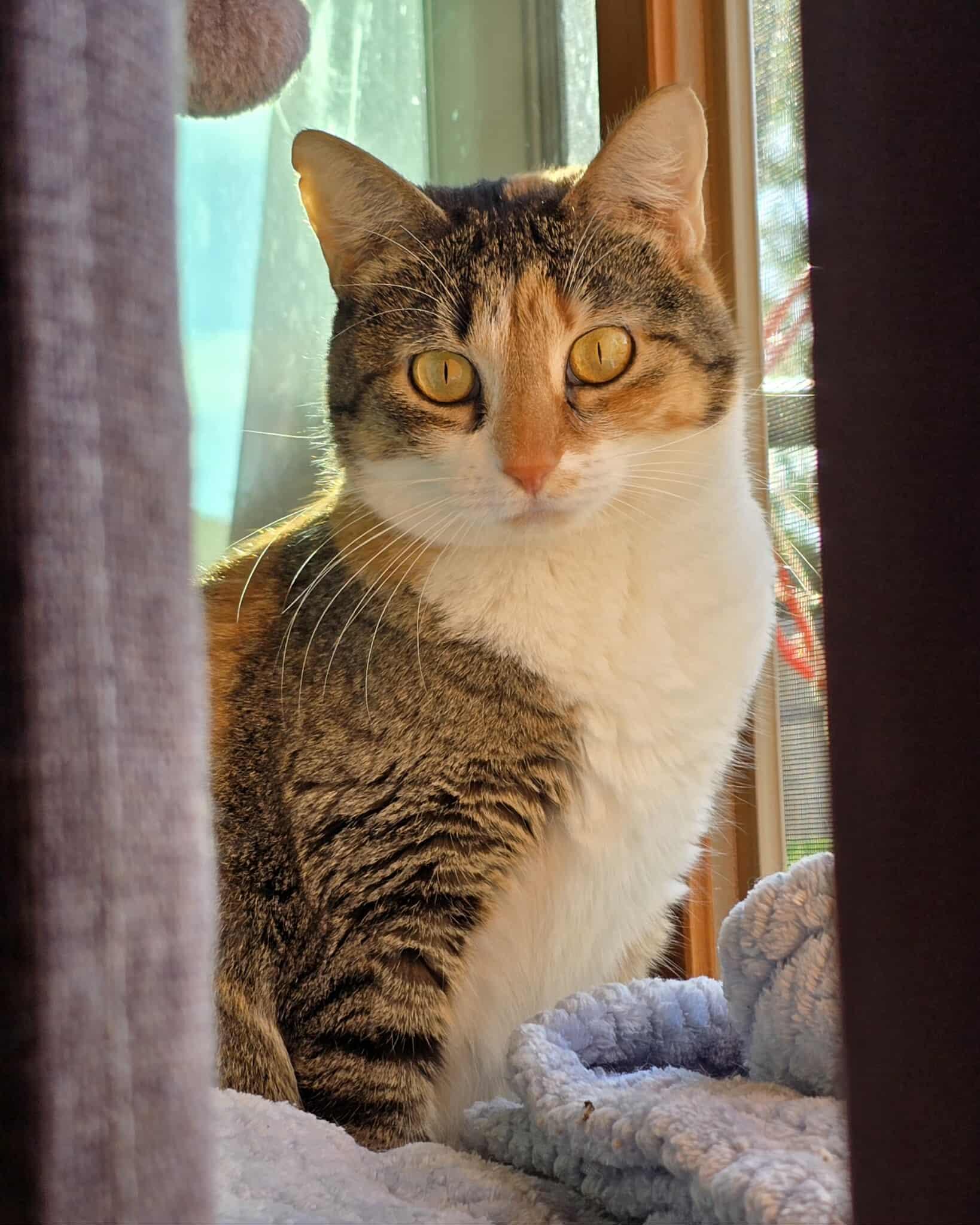 Bonnie, Adoptable, Adult Female Calico.