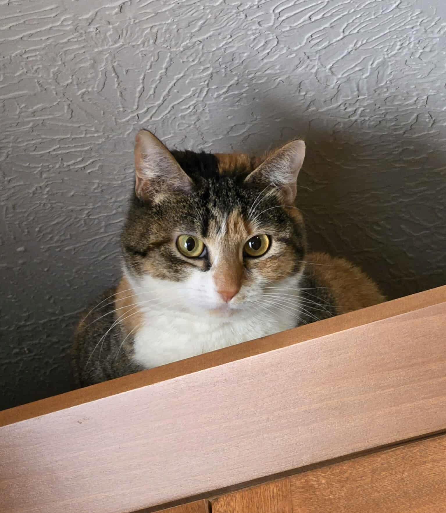 Bonnie, an adoptable Calico in Sioux Falls, SD, 57101 | Photo Image 3