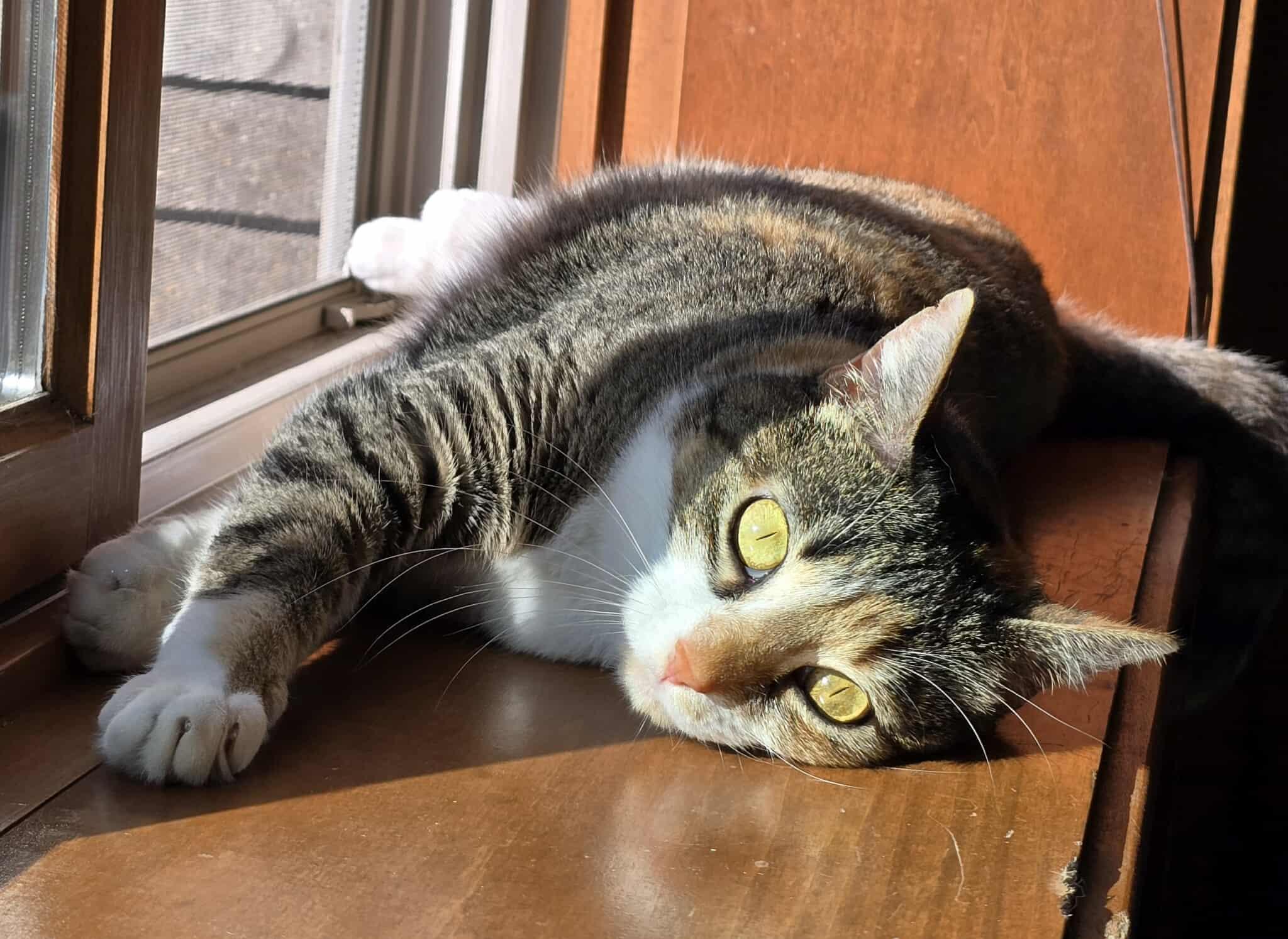 Bonnie, a Adoptable Calico in Sioux Falls, SD image 3/6