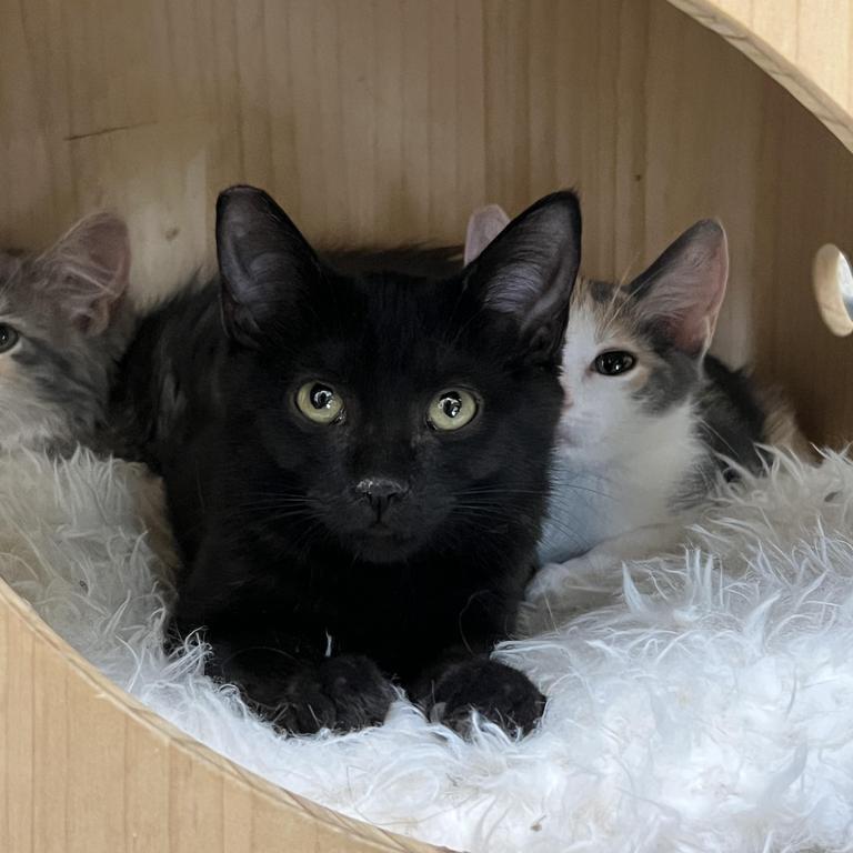 Wilma, Adoptable, Young Female Domestic Short Hair.