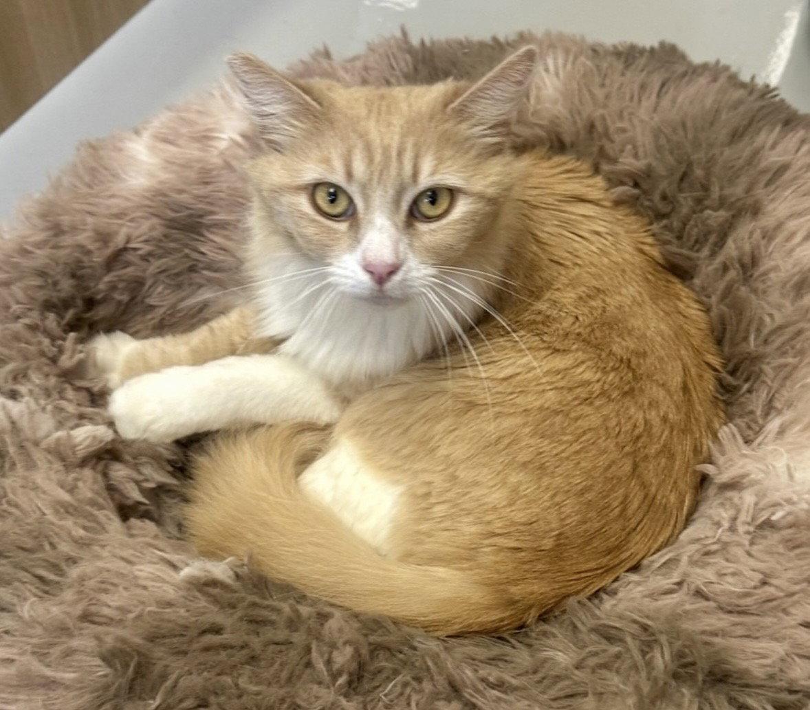 Fluffy, Adopted, Adult Female Domestic Long Hair.