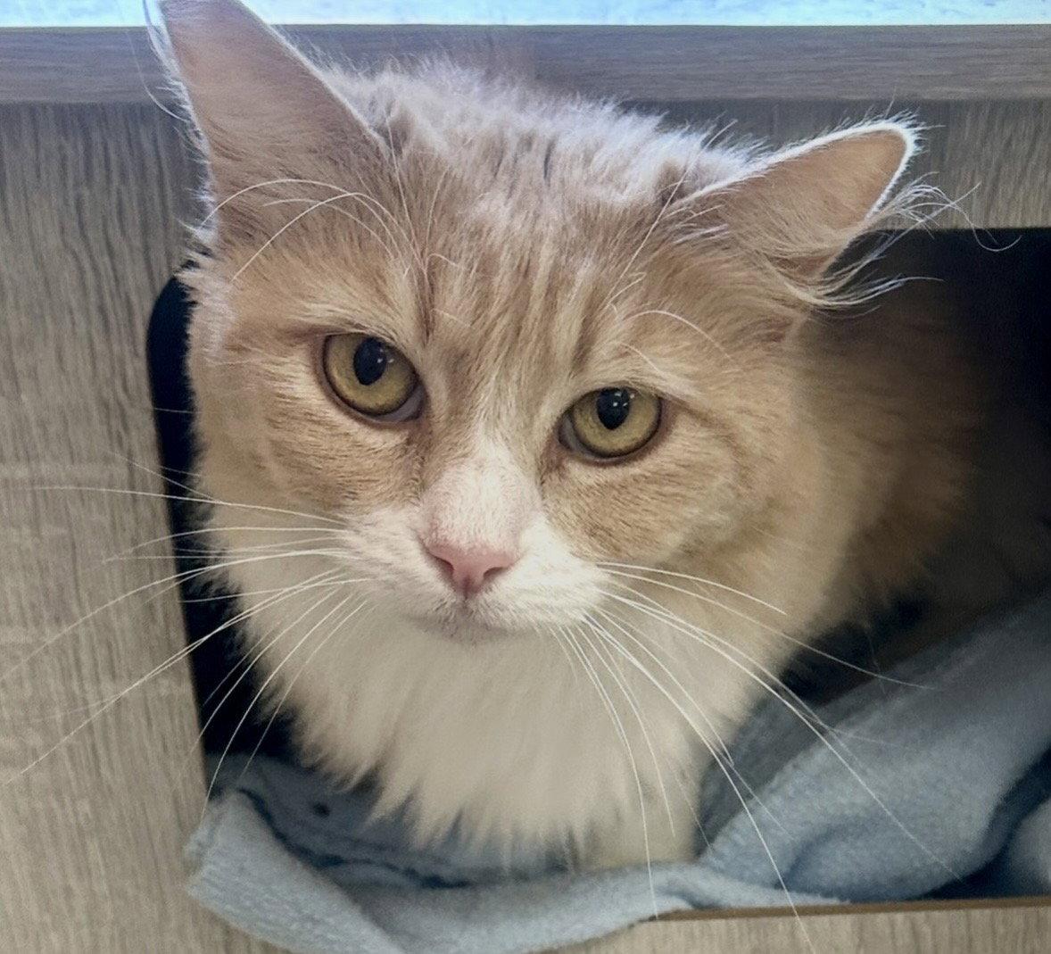 Enlarge Fluffy, a Adopted Domestic Long Hair in West Hills, CA image 2/3