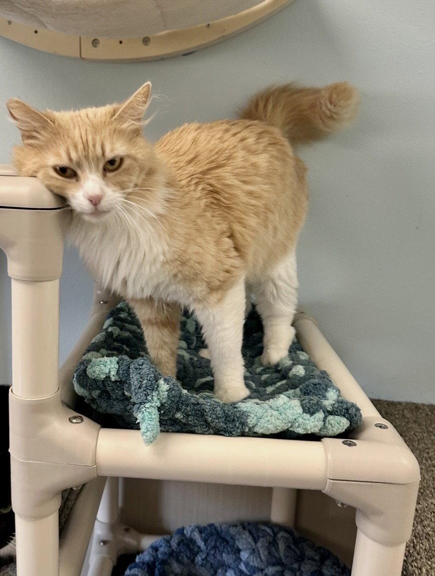 Enlarge Fluffy, a Adopted Domestic Long Hair in West Hills, CA image 3/3