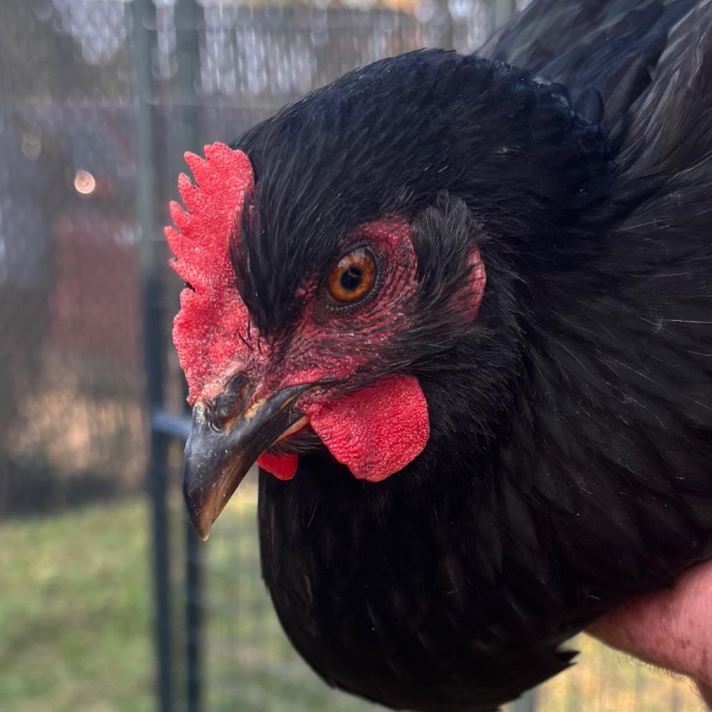 Grim Clucker photo