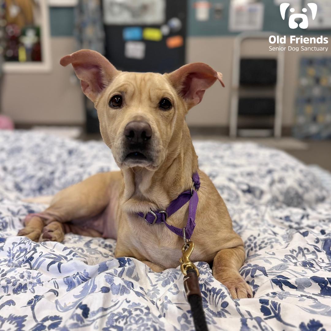 Enlarge Jackie, a Adoptable mixed breed in Mount Juliet, TN image 1/1