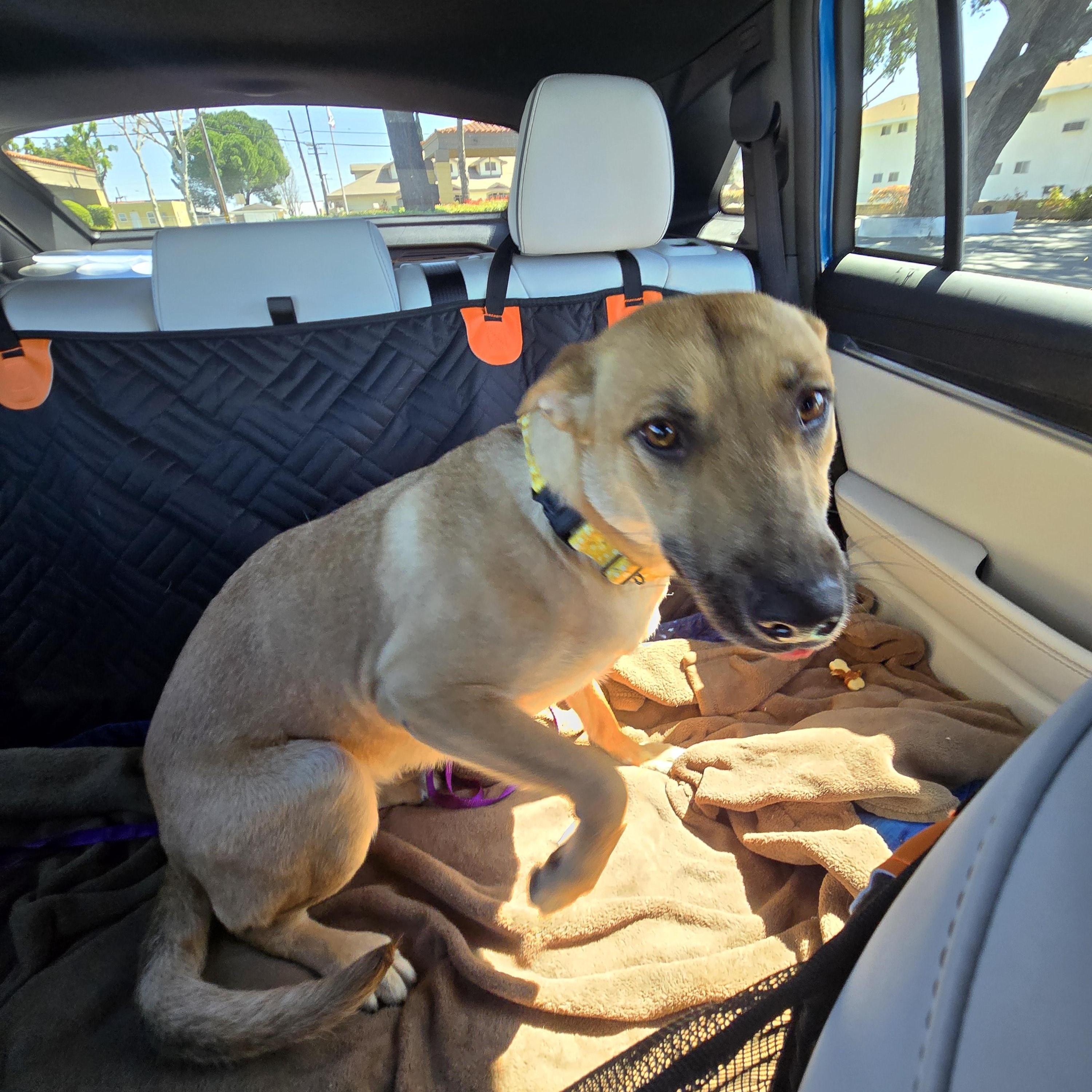 Enlarge Patti , a Adoptable mixed breed in Oceanside, CA image 4/5