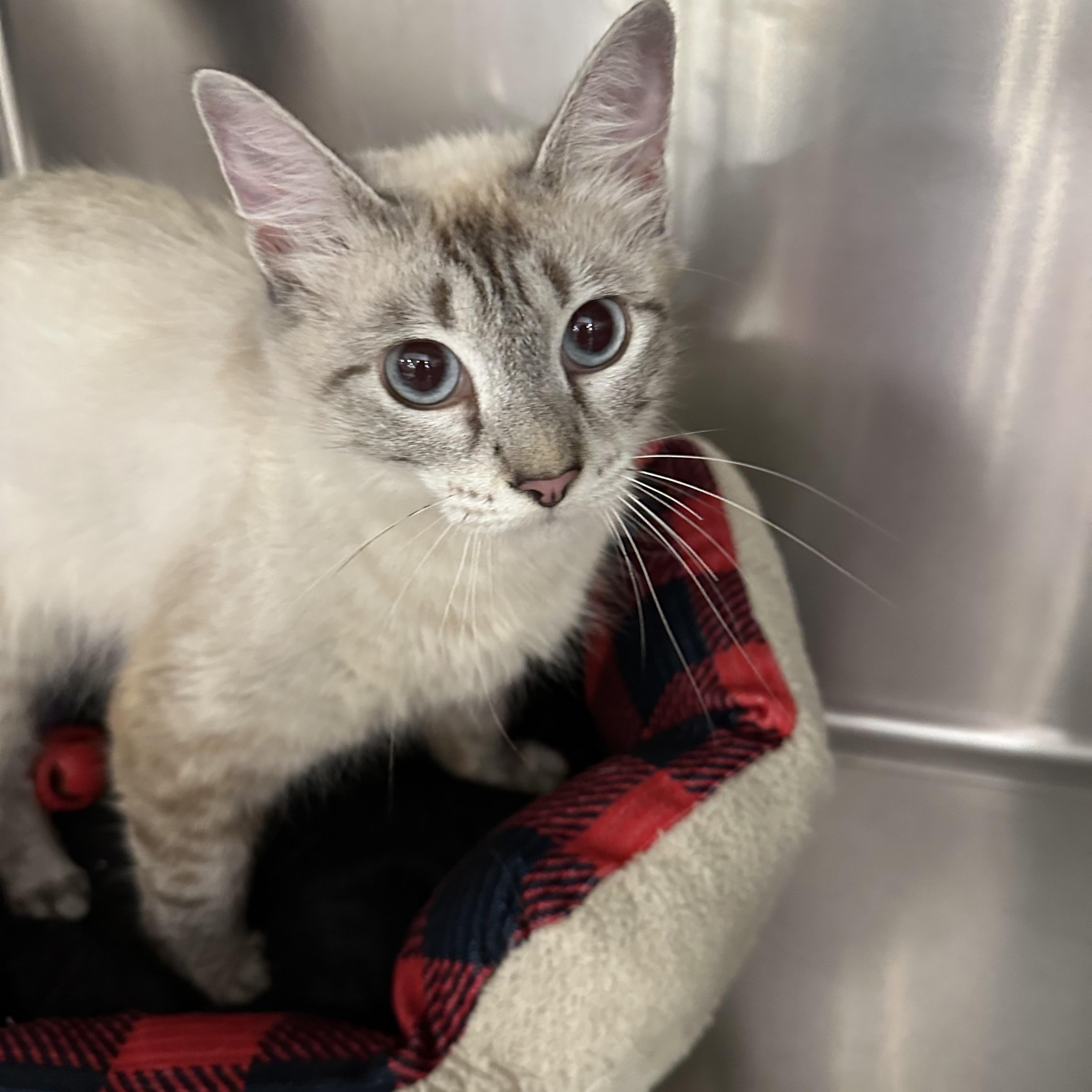 Serenity PW Siamese Cat
