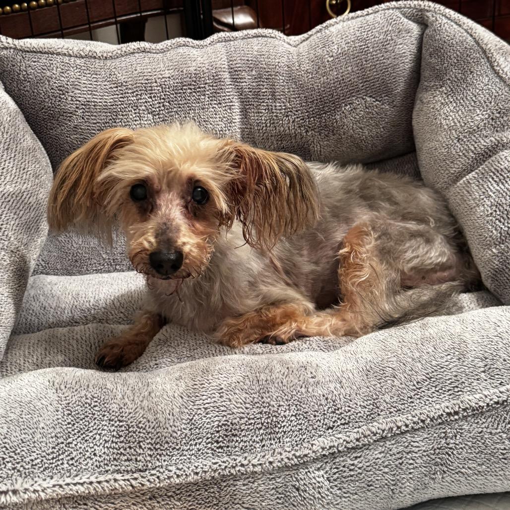 Macie, Adoptable, Senior Female Yorkshire Terrier.