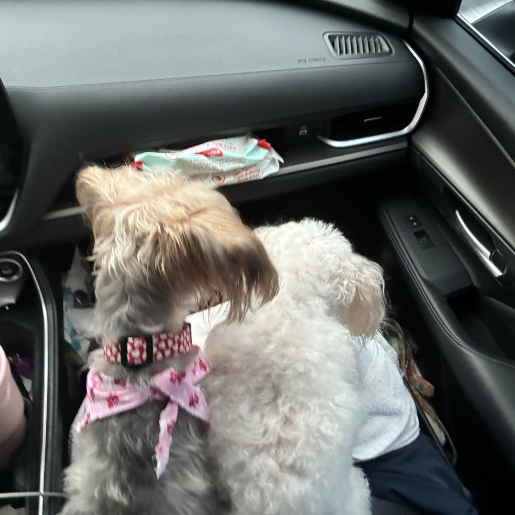 Enlarge Macie, a Adoptable Yorkshire Terrier in Austell, GA image 2/6