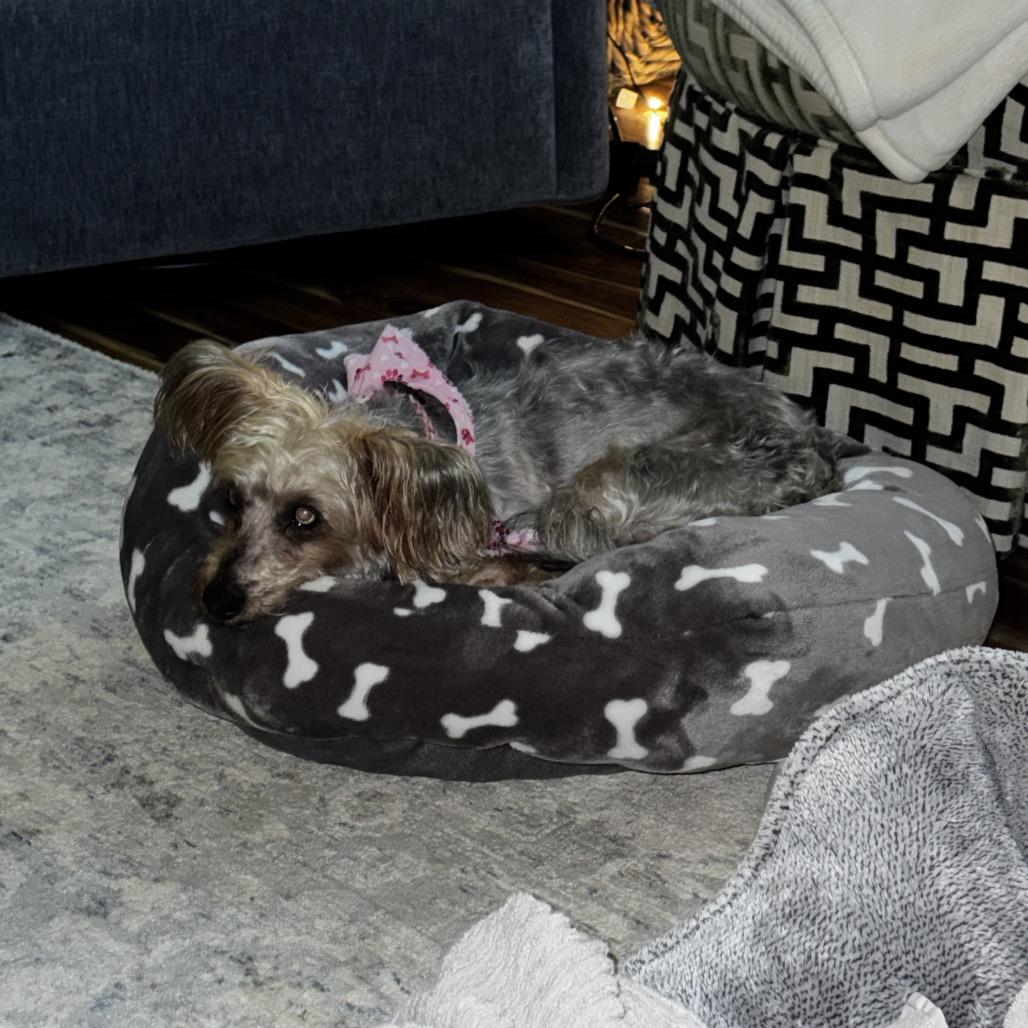 Enlarge Macie, a Adoptable Yorkshire Terrier in Austell, GA image 3/6