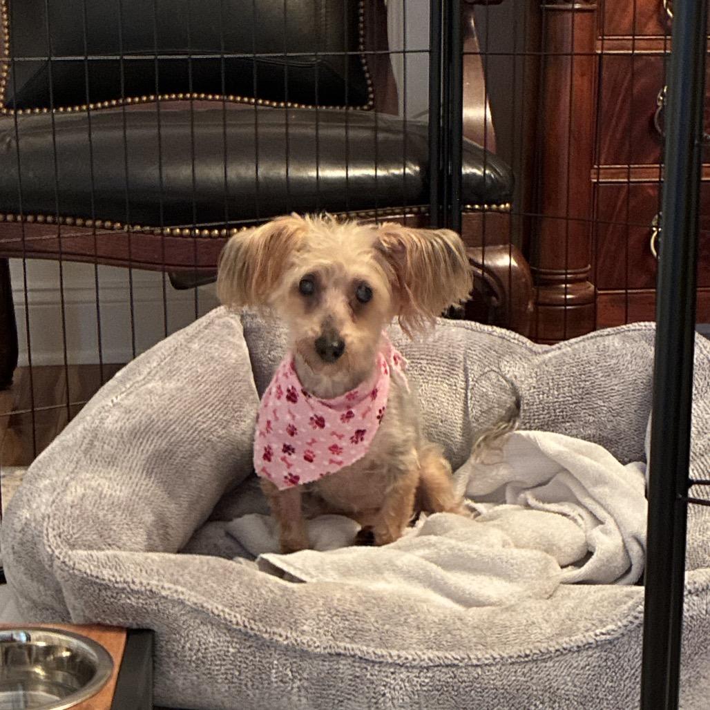 Enlarge Macie, a Adoptable Yorkshire Terrier in Austell, GA image 4/6