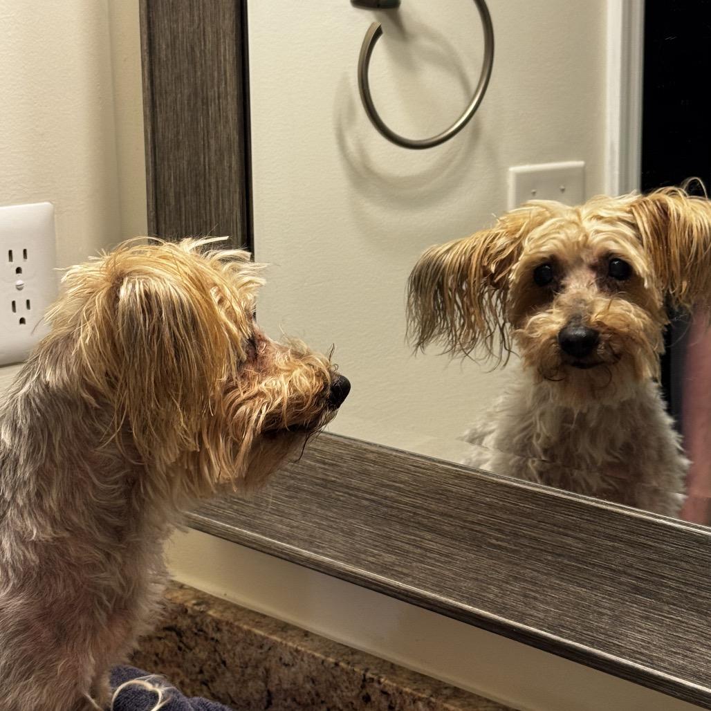 Enlarge Macie, a Adoptable Yorkshire Terrier in Austell, GA image 5/6