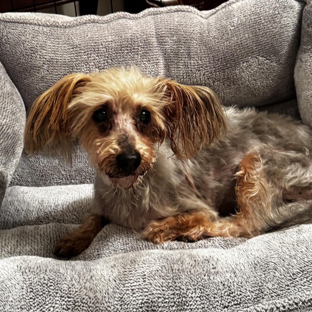 Enlarge Macie, a Adoptable Yorkshire Terrier in Austell, GA image 6/6