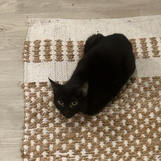 Enlarge Michelle, a Adoptable Domestic Short Hair in Woodstock, VA image 1/3