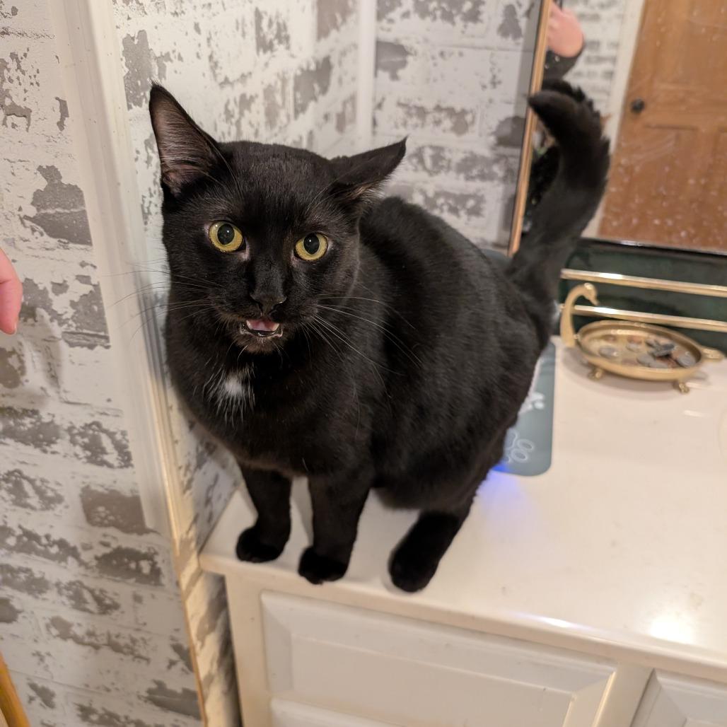 Enlarge Michelle, a Adoptable Domestic Short Hair in Woodstock, VA image 3/3