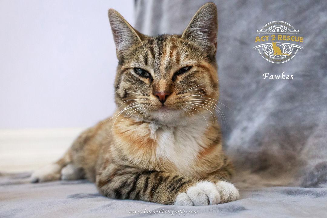 Enlarge Fawkes, a Adoptable Domestic Short Hair in Riverside, CA image 1/3
